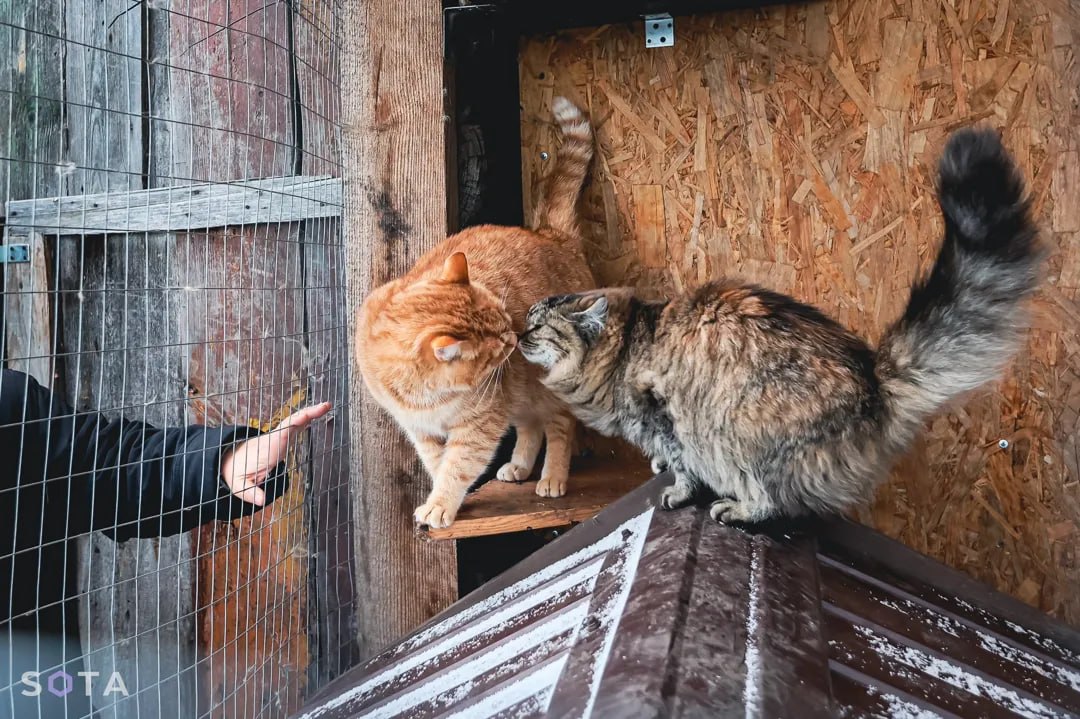 Обложка статьи Штрафы за выбрасывание животных предлагают увеличить до 30 тысяч рублей