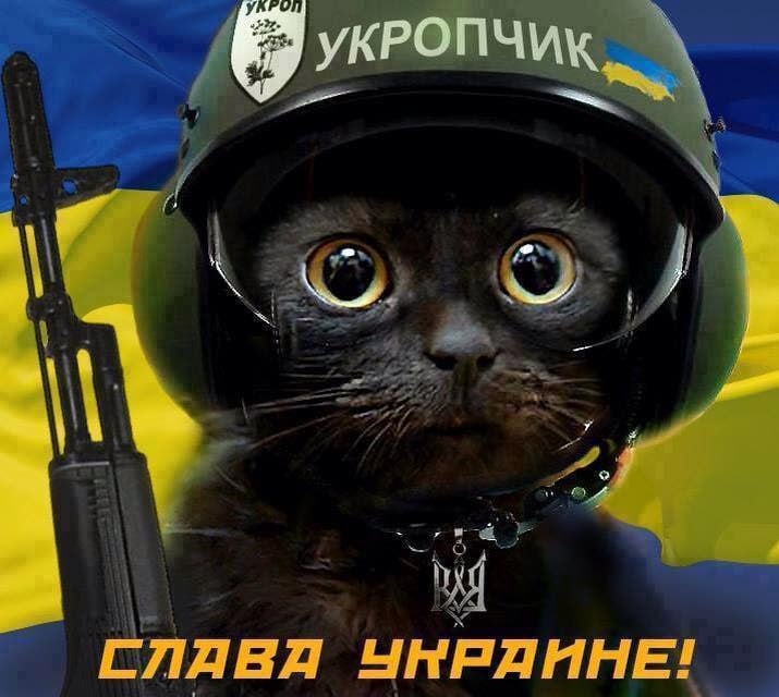 Обложка статьи Жителя мурманской области оштрафовали за мем с котом в каске и фразой «Слава Украине»