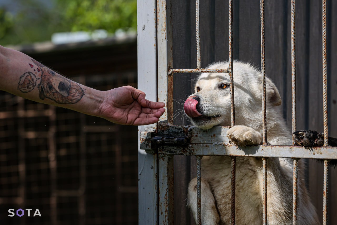 Обложка статьи В Госдуму внесли законопроект о создании базы домашних животных