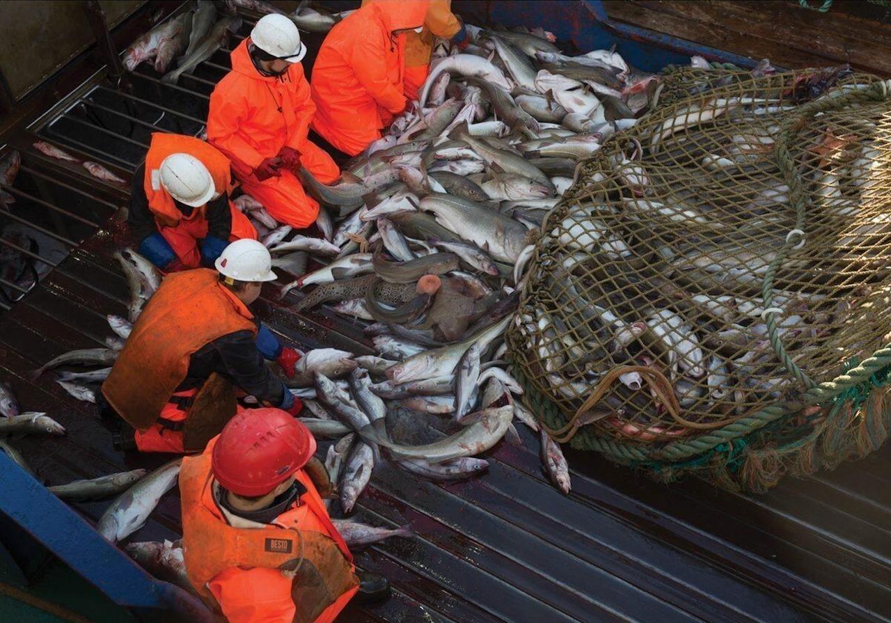 Обложка статьи Норвегия предупредила Россию о рисках для промысла трески в Баренцевом море