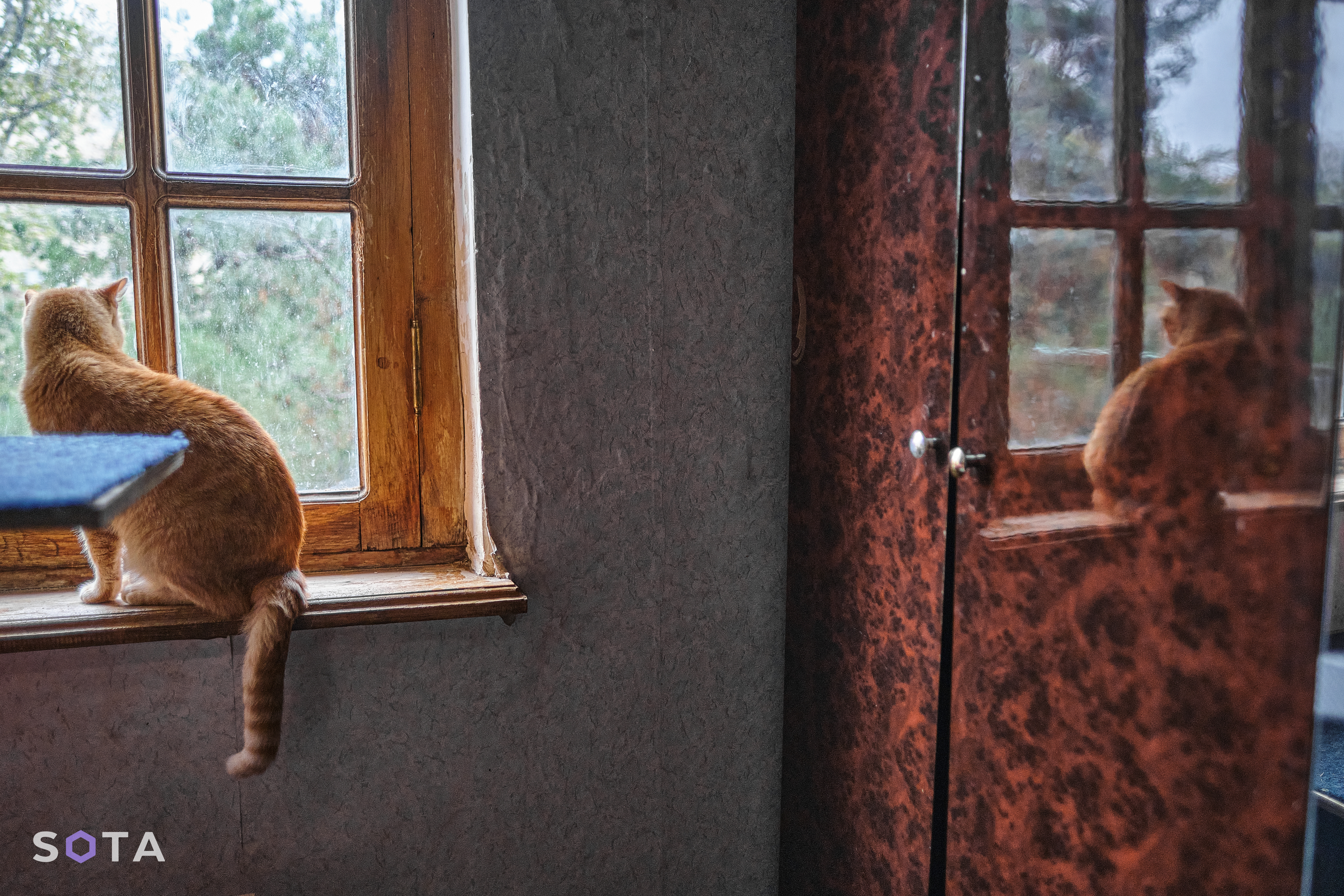 Кошка Мадам ждет своего хозяина.
Денис Галицын / SOTA