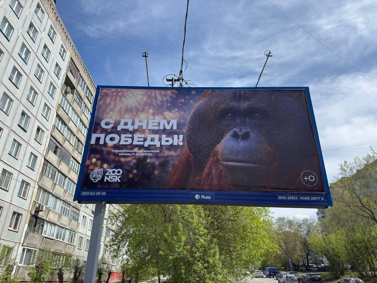 Обложка статьи В Новосибирске проверят плакат ко Дню Победы с орангутаном Бату