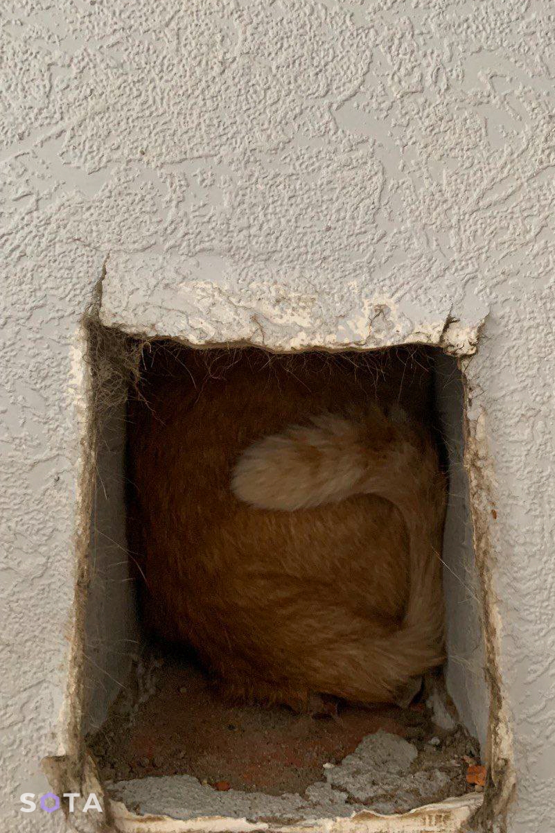 Кот Дениса в трубе из-под вытяжки
Фото предоставленно Денисом Охрямкиным
