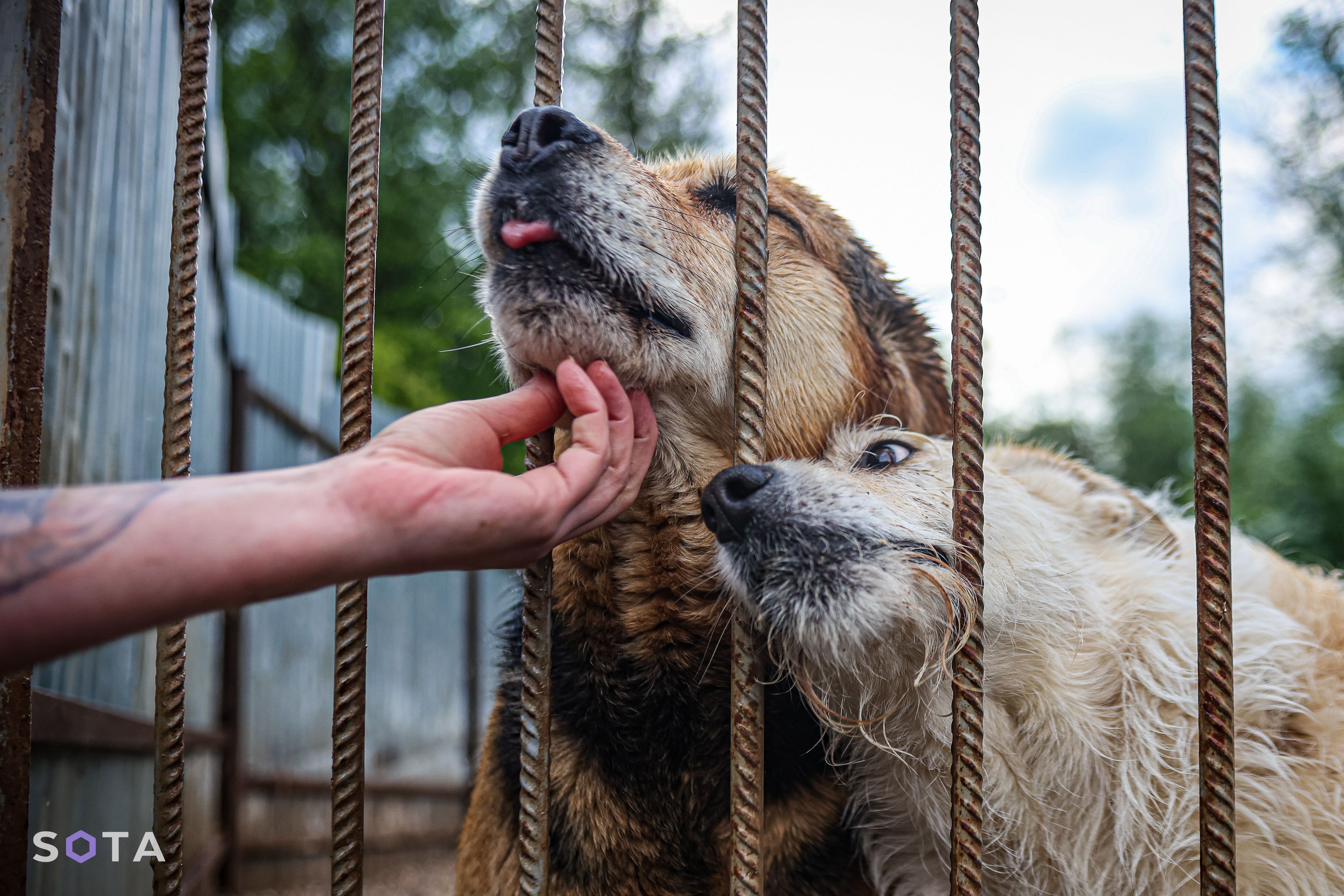 Обложка статьи «Тимошка»: как живут животные-инвалиды во Владимирской области