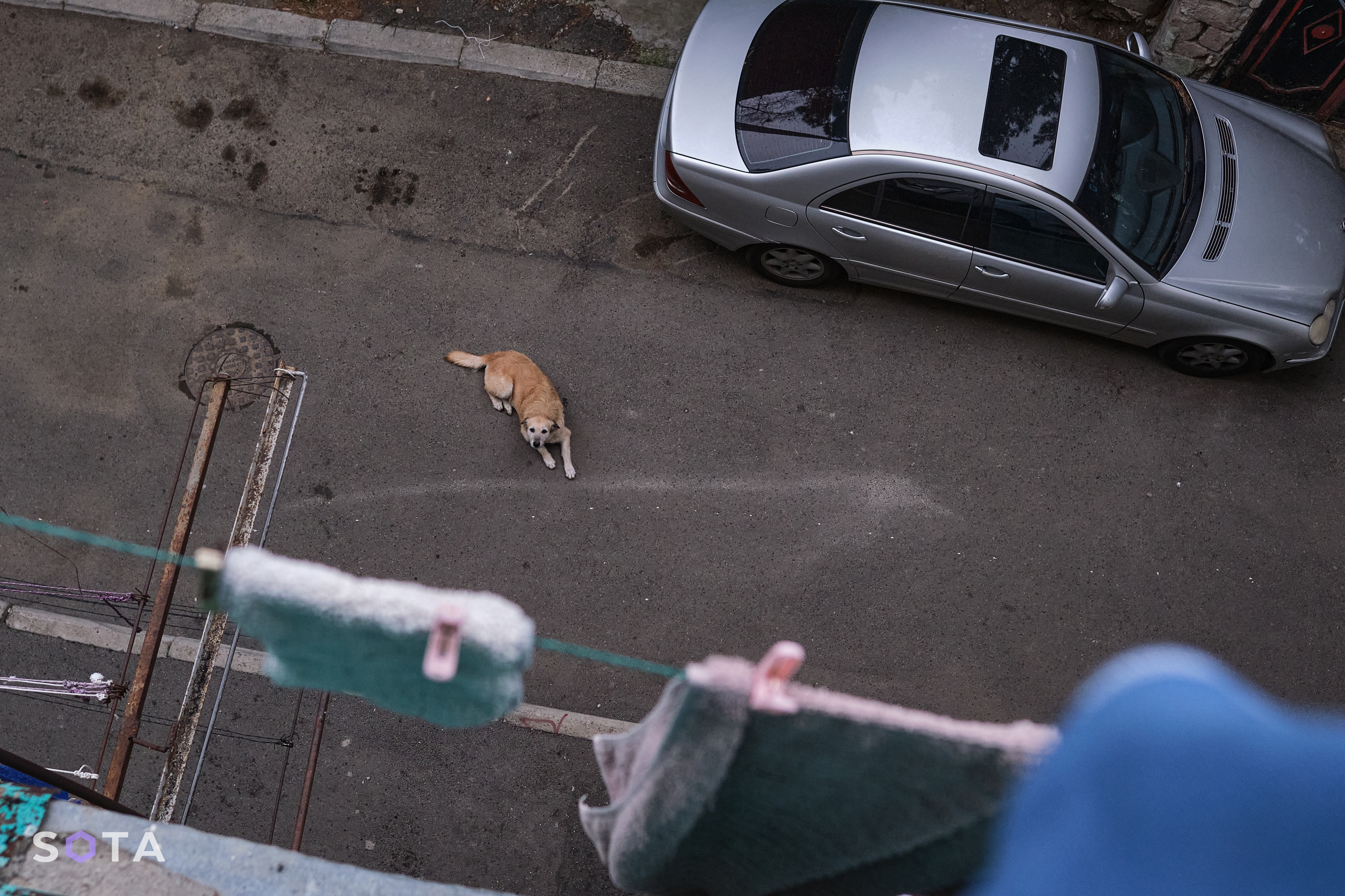 Уличная собака под окнами котоквартиры в Варкетили.
Денис Галицын / SOTA